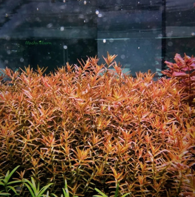 Ротала Х Ра, в горшочке